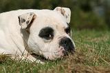BOULEDOGUE AMERICAIN 300